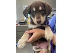 Adopt ZITI a Siberian Husky