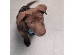 Adopt LEO a Labrador Retriever, Mixed Breed