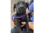 Adopt CHOMPER a Siberian Husky