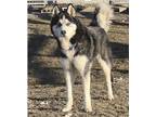 Adopt Shadow a Husky