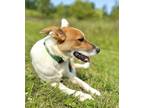 Adopt Logan a Terrier, Jack Russell Terrier