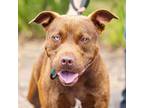 Adopt BRUCE a Labrador Retriever, American Staffordshire Terrier