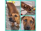 Adopt Lucky a Pointer
