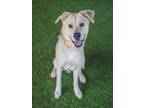 Adopt KAMERON a German Shepherd Dog, Mixed Breed