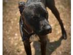 Adopt JACK-D24 a Cane Corso, Mixed Breed