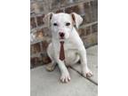Adopt Spike a Labrador Retriever, Mixed Breed