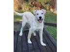 Adopt Sarge a Labrador Retriever