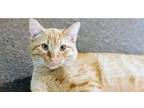 Adopt 6635 Prince a Domestic Short Hair, Tabby