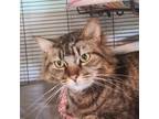 Adopt Randy a Domestic Medium Hair