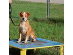 Adopt Rootey a Beagle