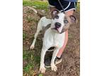 Adopt Dexter a Pit Bull Terrier