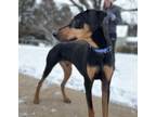 Adopt Toby a Doberman Pinscher, Hound