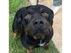Adopt Norbert a Rottweiler, Mixed Breed