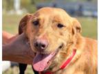 Adopt Chase a Retriever