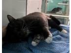 Adopt George a Domestic Short Hair