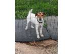 Adopt Hardy a Parson Russell Terrier