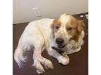 Adopt KLAUS a Great Pyrenees