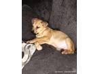 Adopt CERBERUS a German Shepherd Dog