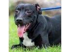 Adopt Crosby D44525 a Pit Bull Terrier