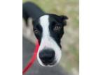 Adopt Cubby a Boston Terrier, Labrador Retriever