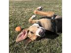 Adopt Scott Pilgrim a Mixed Breed, Foxhound
