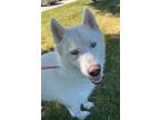Adopt AKIRO a Siberian Husky