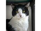 Adopt Oliver Austin a Domestic Short Hair