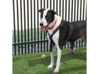 Adopt Landen a Great Dane, Border Collie