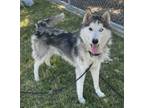 Adopt Cyrus a Siberian Husky