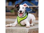 Adopt Bullseye a Pit Bull Terrier