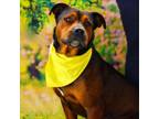 Adopt Opie JuM a Rottweiler