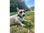 Adopt Cupid a Parson Russell Terrier, Mixed Breed