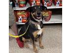 Adopt Mac a German Shepherd Dog, Chow Chow
