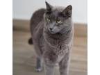 Adopt Ziggy a Russian Blue
