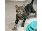 Adopt Bingo a Domestic Short Hair