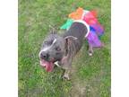 Hunny(HW+) American Pit Bull Terrier Adult Female