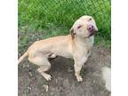 Hopper Labrador Retriever Young Male