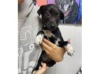 TENLEY Mixed Breed (Medium) Puppy Female