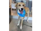 Adopt KARL a Beagle, Labrador Retriever