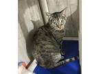 Peony Domestic Shorthair Young Female