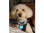 Prince Poodle (Miniature) Adult Male