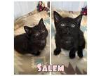 Salem - NN - SR4 Domestic Shorthair Kitten Female