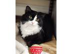 Reeses Domestic Longhair Kitten Female