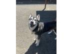 Dottie Husky Adult Female