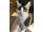 Mother Goose - In Foster Domestic Shorthair Adult Female
