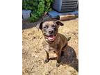 Persephone Catahoula Leopard Dog Adult Female