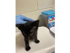 Truffles Domestic Shorthair Kitten Female