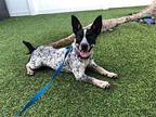 Dale Rat Terrier Young Female