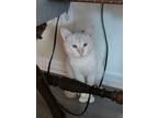 Adopt Frankie a Siamese, Domestic Short Hair