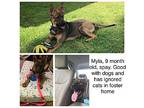 Myla Belgian Malinois Young Female